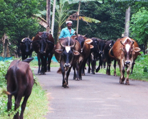 Kühe in Indien