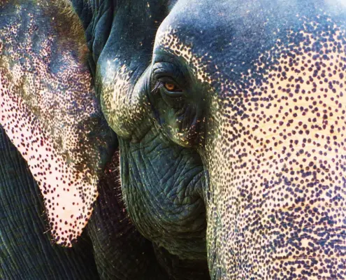 Elefant Indien