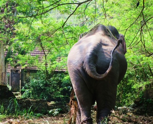 Elefant Indien