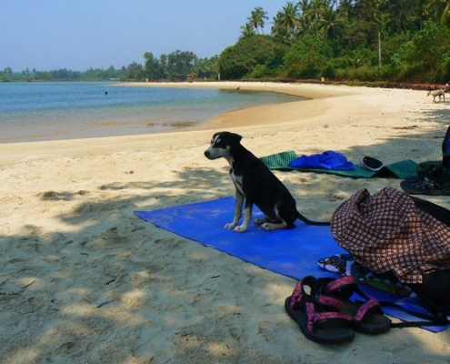 Hund am Strand